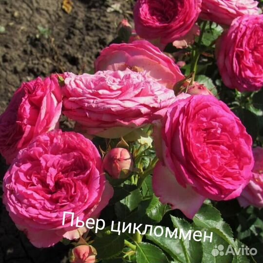 Саженцы роз плетистая