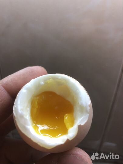 Домашние куриные яйца оптом