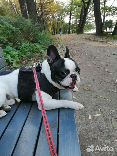Французский бульдог кобель вязка