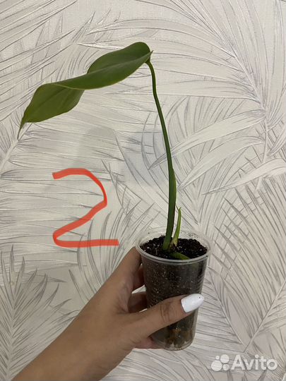 Монстера альба