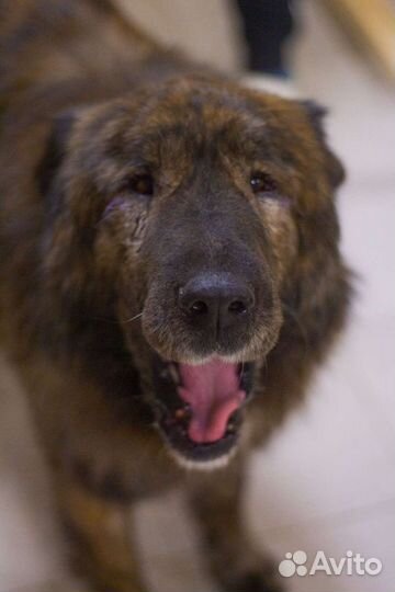 Пёс Барсик ищет дом