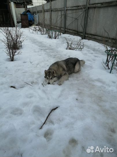 Аляскинский маламут