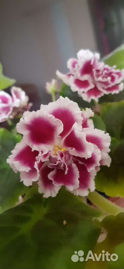 Укорененные черенки фиалок