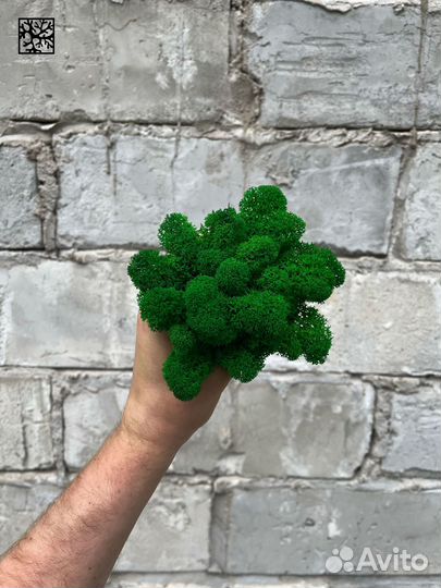 Стабилизированный мох ягель Оливковый