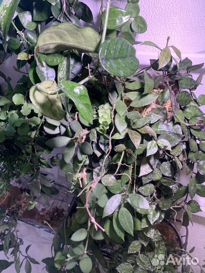 Хойи и дисхидии (hoya dischidia )