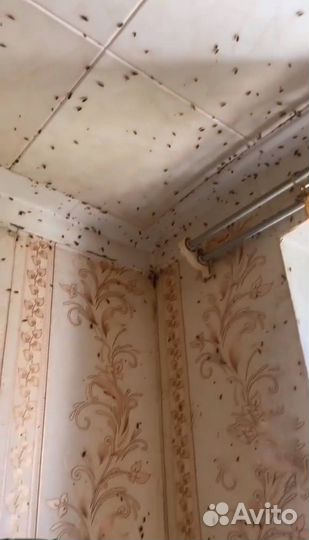 Дезинсекция от тараканов и клопов с гарантией