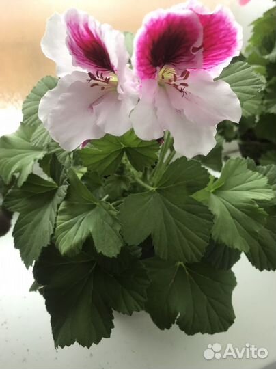 Пеларгонии, фикусы