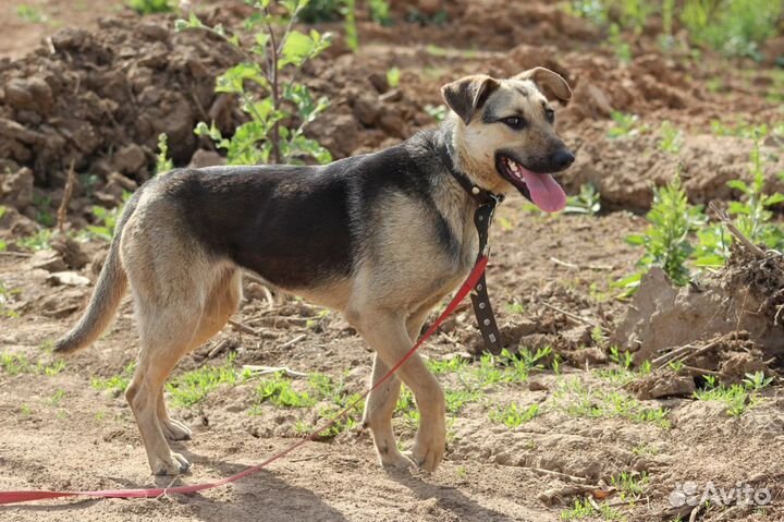 Метис восточноевропейской овчарки