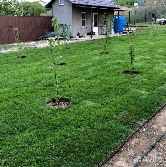 Газон. Рулонный газон