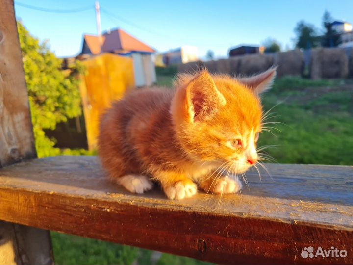 Котенок в добрые руки