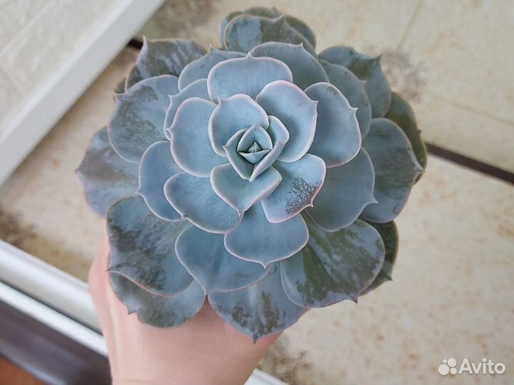 Флорариум суккуленты