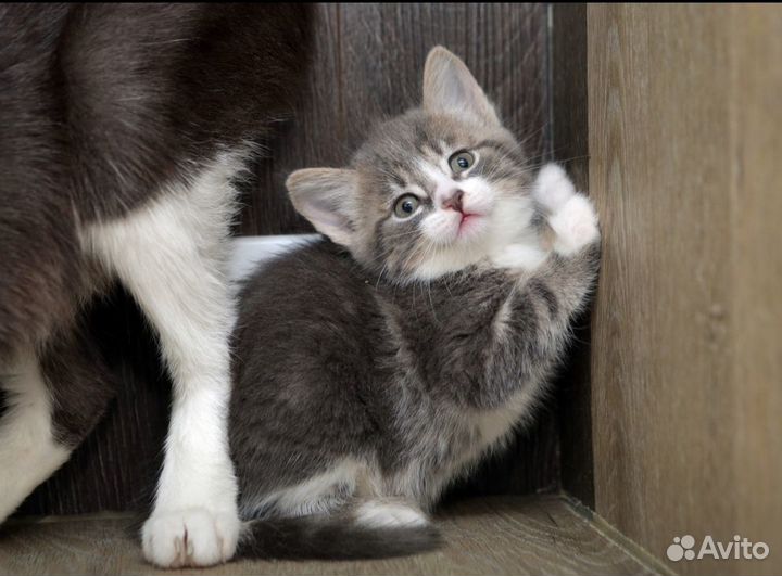 Девочка 1,5 месяца