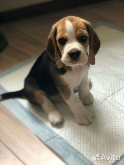 Бигль щенки