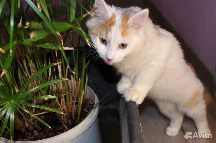 Коржик и Абрикос