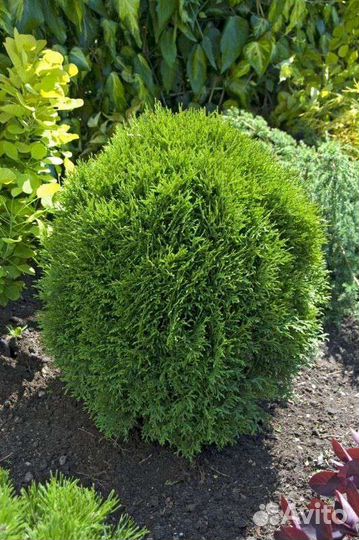 Туя Литл Гиант