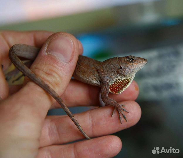 Гекконы,агамиды и пр. ящерицы