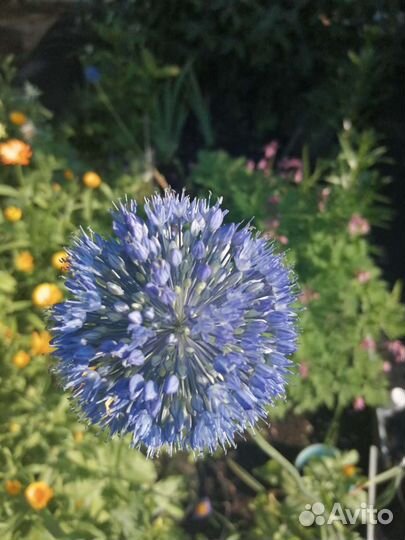 Растения для дачи