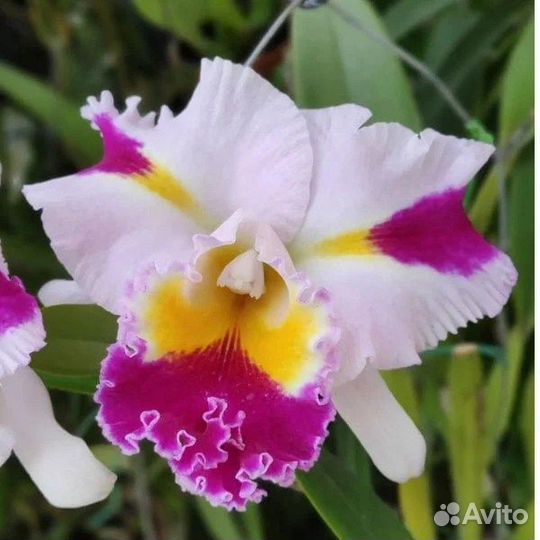 Орхидея каттлея Platinum sun 'Patchara Fancy '