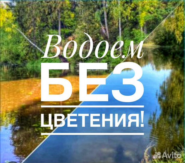 Хлорелла живая от производителя