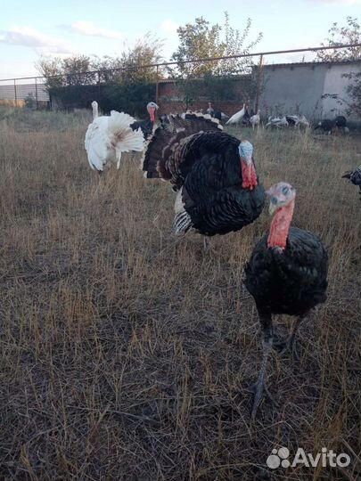 Индюки бронза