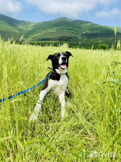 Щенок метис бордер колли в добрые руки