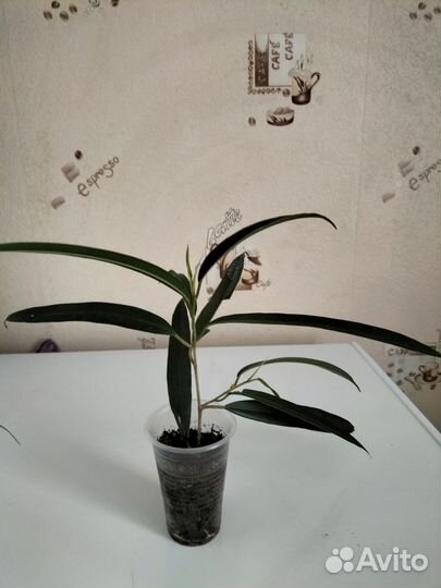 Фикус Али узколистный