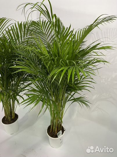 Пальма Арека