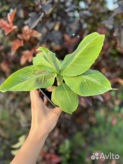 Банан карликовый комнатный