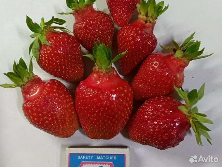 Рассада клубники(усы)