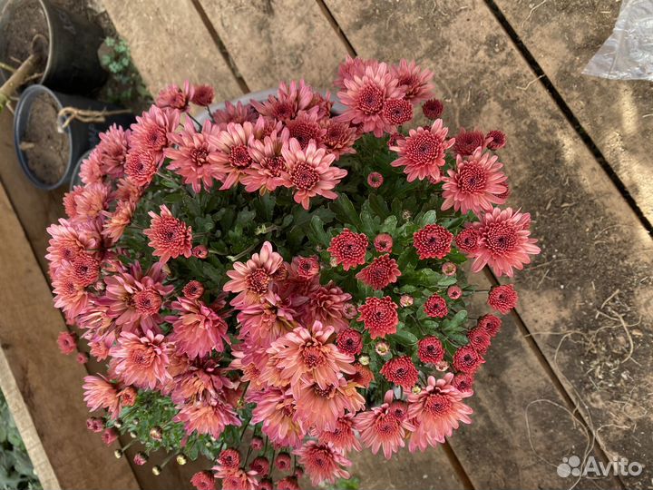 Хризантемы мультифлора