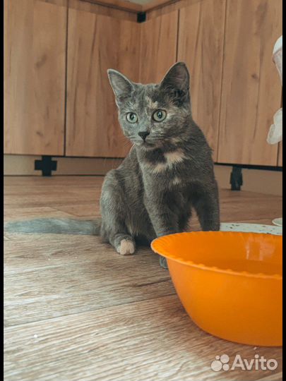 Кошка в дар