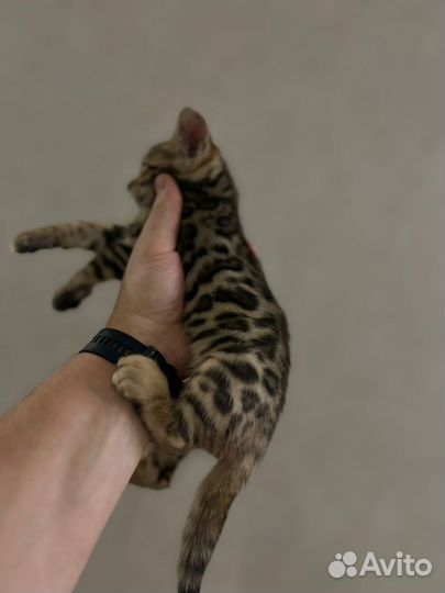 Бенгальские котята (чистокровные)