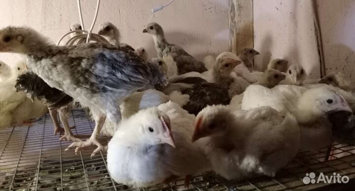 Цыплята, цесарята, индоутята, инкубационное яйцо