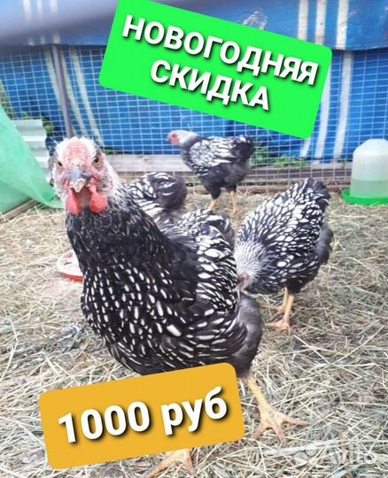 Цыплята суточные в наличии