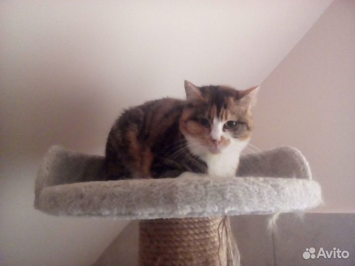 Молодая кошка ищет дом