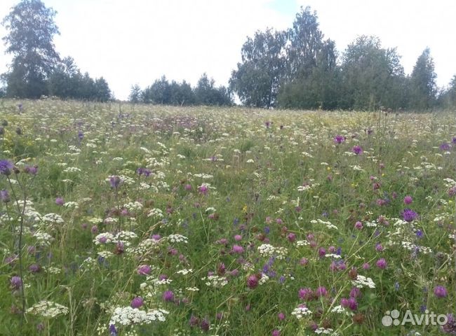 Мед 2024 года натуральный опт