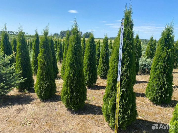Туя Смарагд / Ель / Пихта