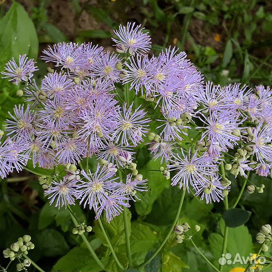 Многолетники для тенистых садов