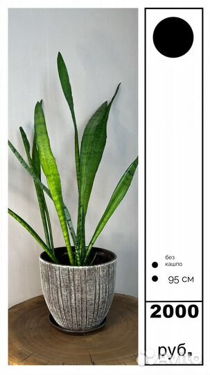 Драцена (сансевиера) Зейланика