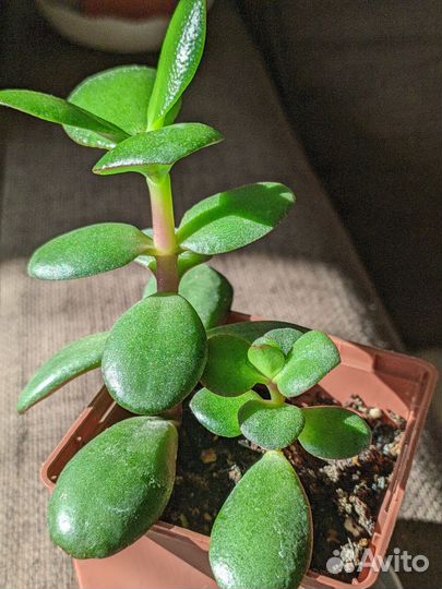 Толстянка обыкновенная - Денежное дерево