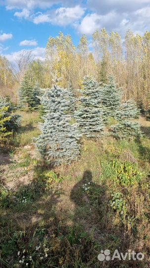 Ель голубая крупномер