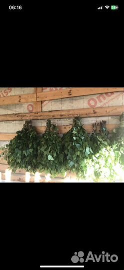 Веникм для бани свежие