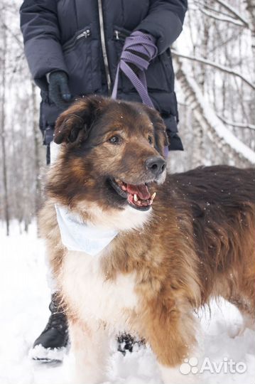 Пушистый добрый пес еще надеется что его заберут