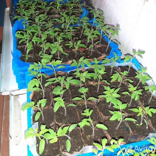 Рассада томатов и разных перцев