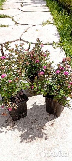 Многолетние кустарники, ива спиреи пузыреплодник