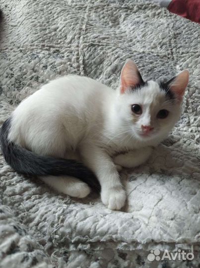 Девочка 5 мес в добрые руки