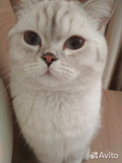 Британская