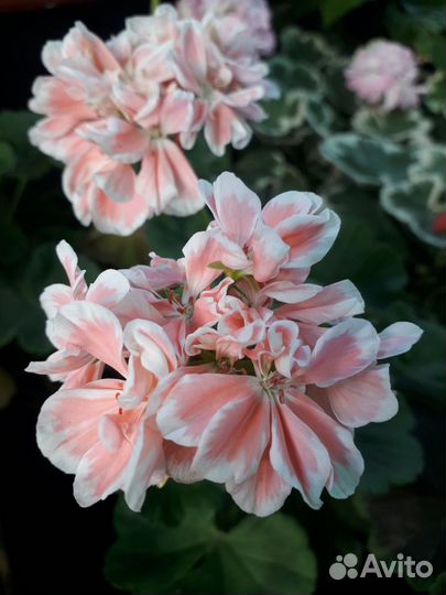 Герань пеларгония