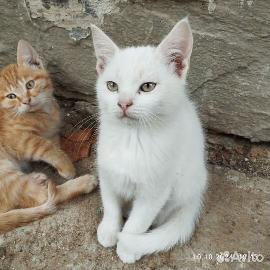 Котята 2,5 мес мальчики