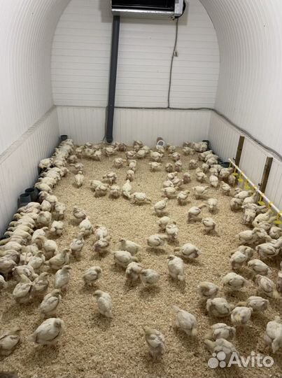 Цыплята бройлеры кобб 500 и росс 308 в наличии